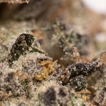 Jelly_Biscotti_close_up_1