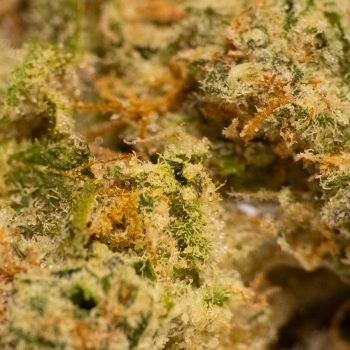 Jelly_Bricotta_close_up_2