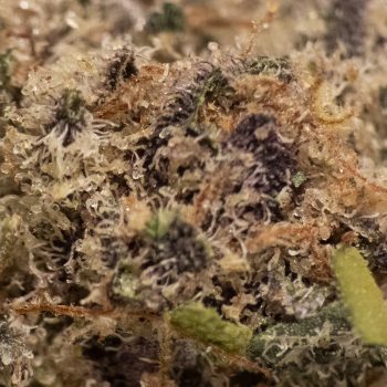 miissiondistro-best-quality-thca-banner2